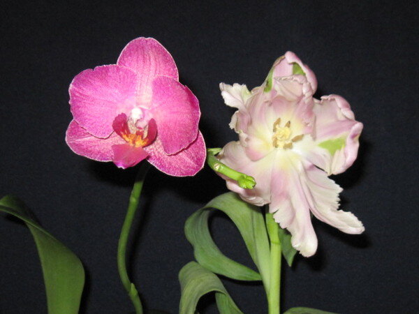 Орхидея и тюльпан - Маера Урусова