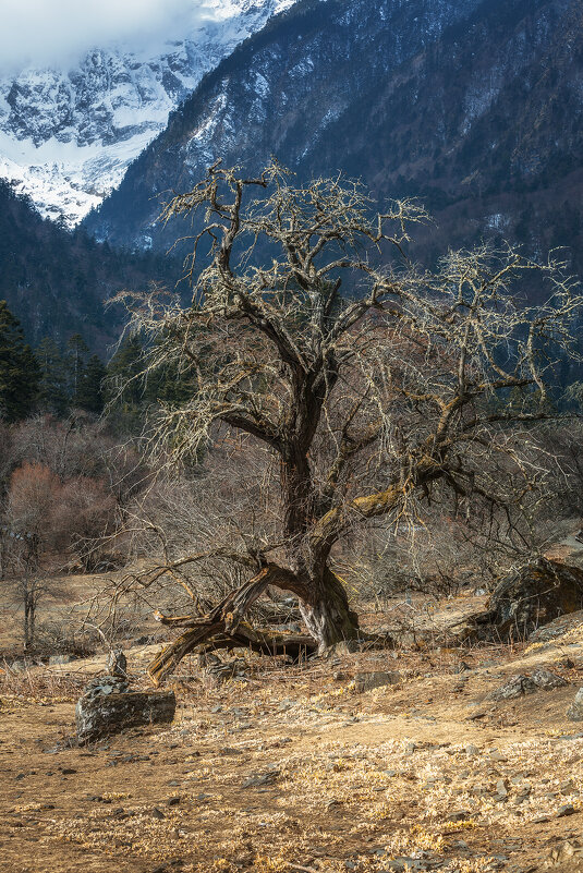 Дерево у подножья горы Мейли, провинция Юньнань, Китай - Дмитрий 