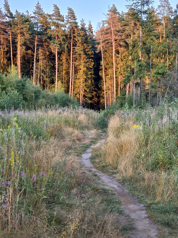 Тропинка в лес... - Александр Попович
