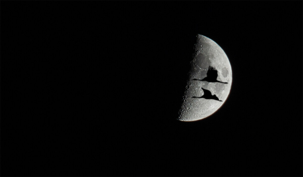 Ночной перелёт в свете холодной луны - Анатолий Клепешнёв