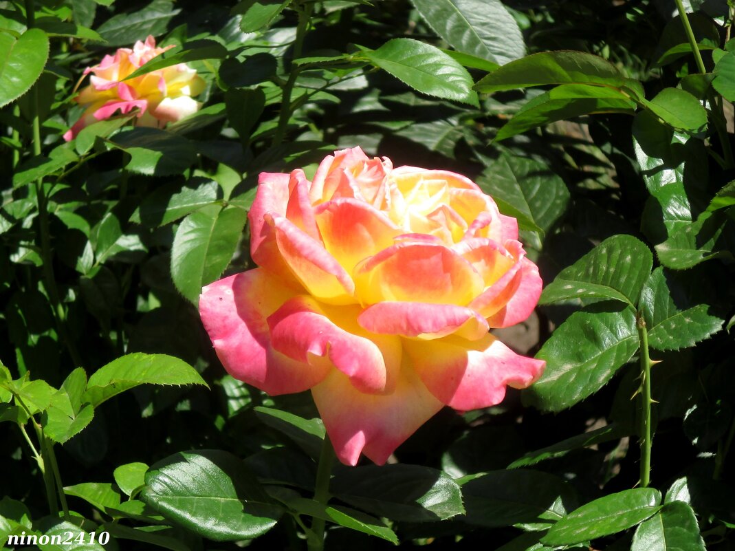 Разноцветная роза - Нина Бутко