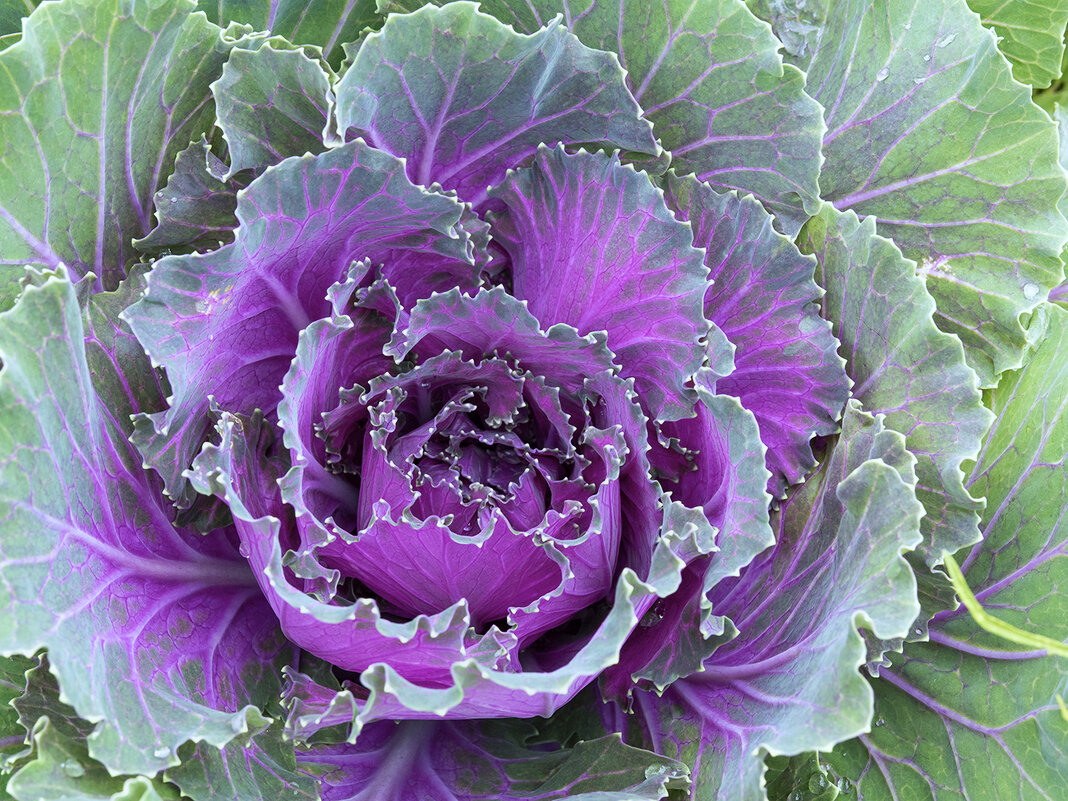 cabbage - Zinovi Seniak