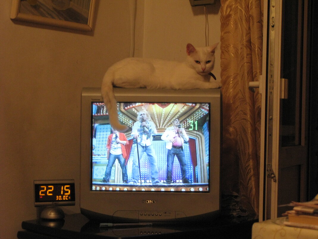 Кошка в доме - это телевизор с многими программами! - Alex Aro Aro Алексей Арошенко