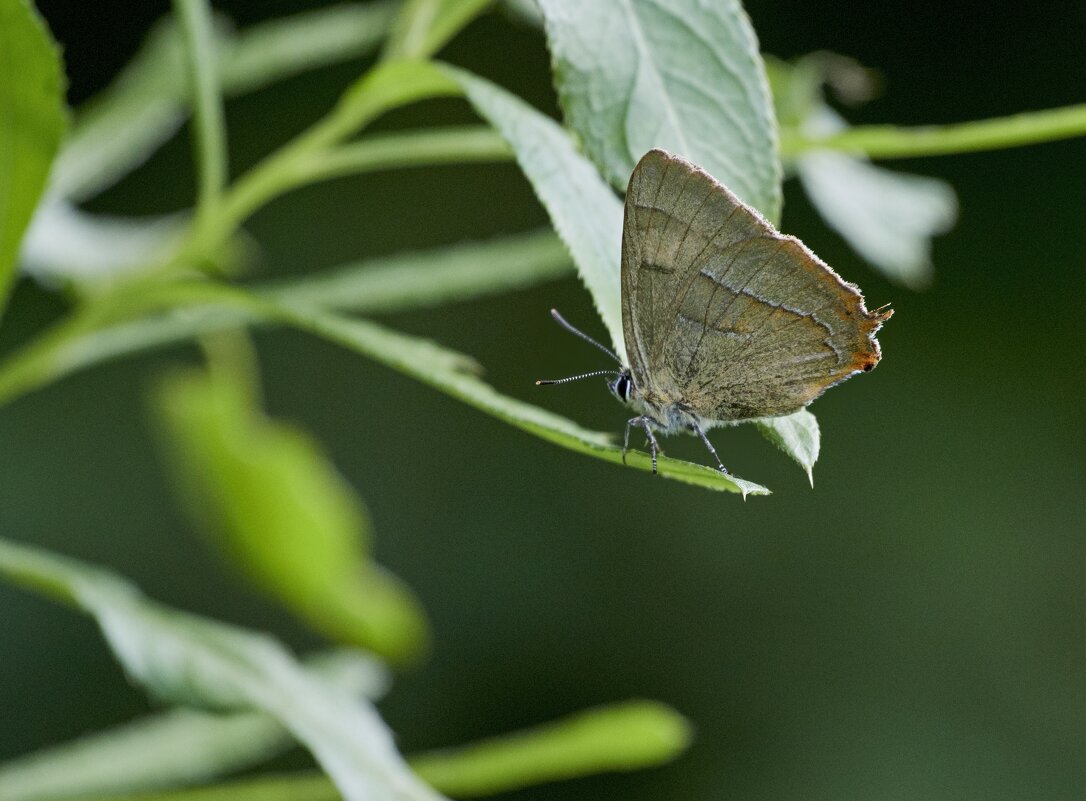 Бабочки Августа (1) - Александр Запылёнов