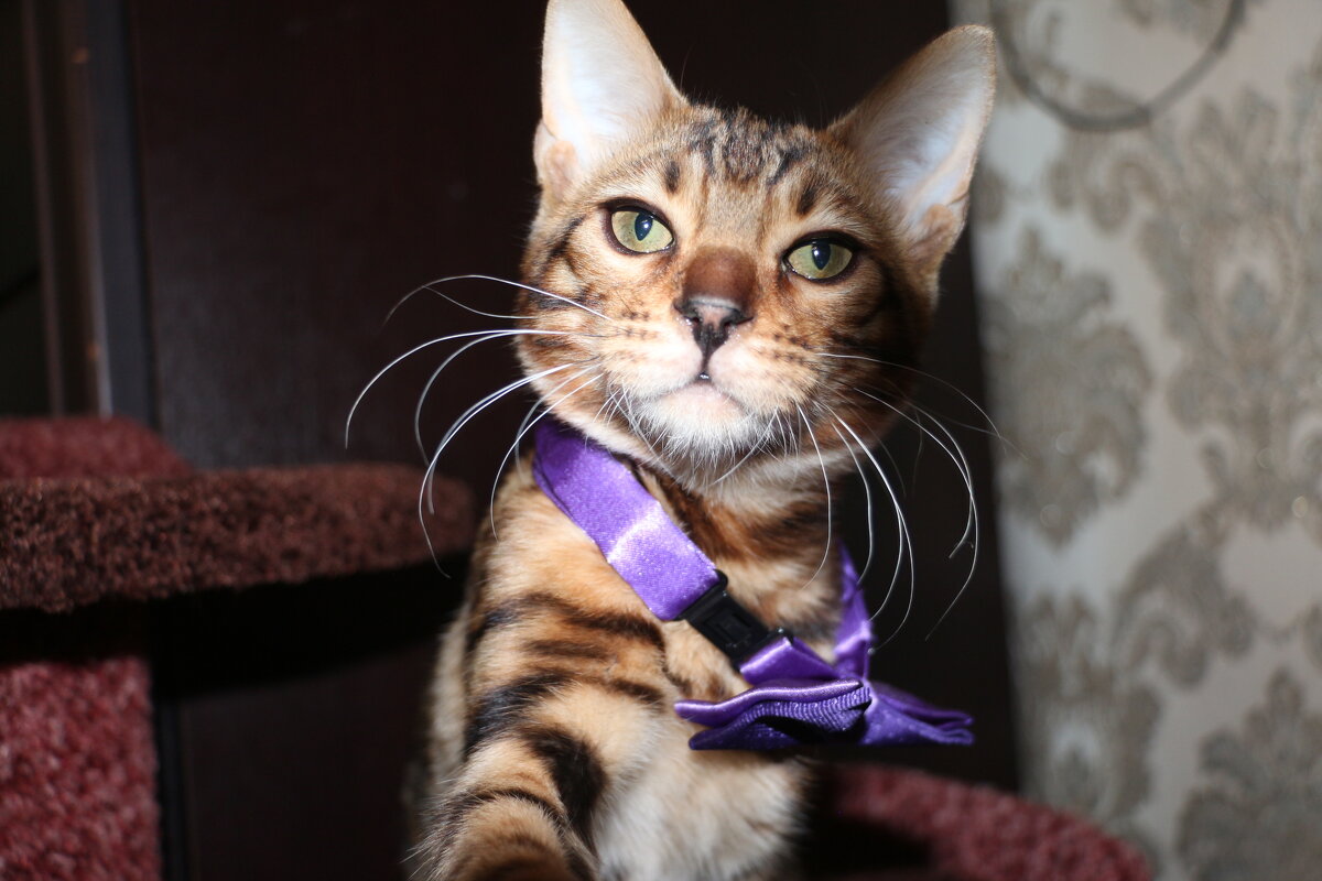 Бенгальская кошка-это одомашненная порода кошек, созданная из гибридов домашних кошек, особенно пятн - Анатолий Бушуев