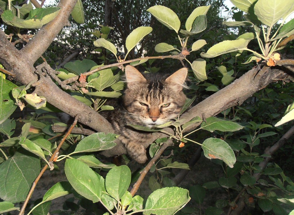 Кот Мура спасается от жары на яблоне - Наталья 