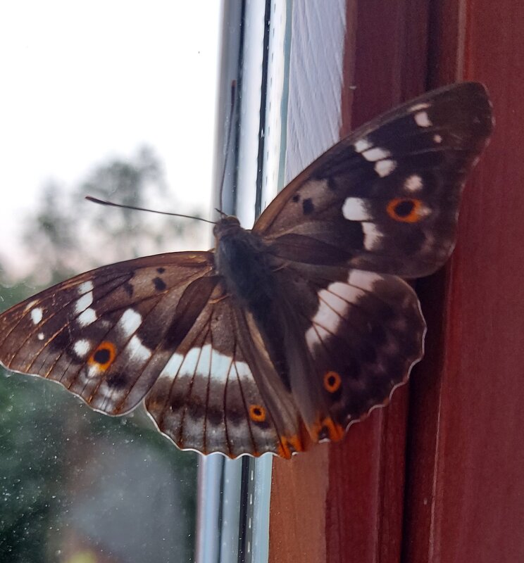 Бабочка на окне - Ольга Тюпаева 