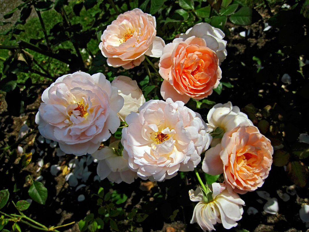 Розы - dli1953 