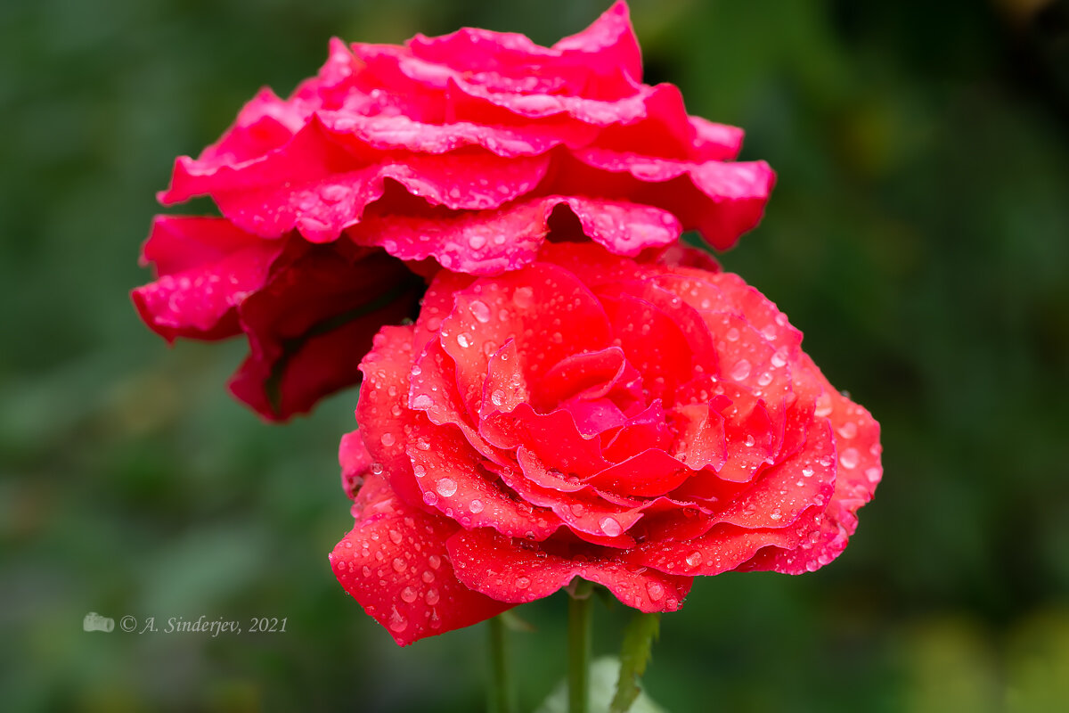 Розы в каплях дождя - Александр Синдерёв