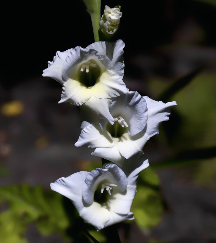 gladiolus - Zinovi Seniak