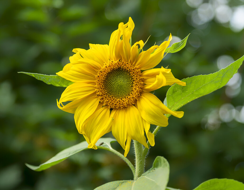 sunflower - Zinovi Seniak