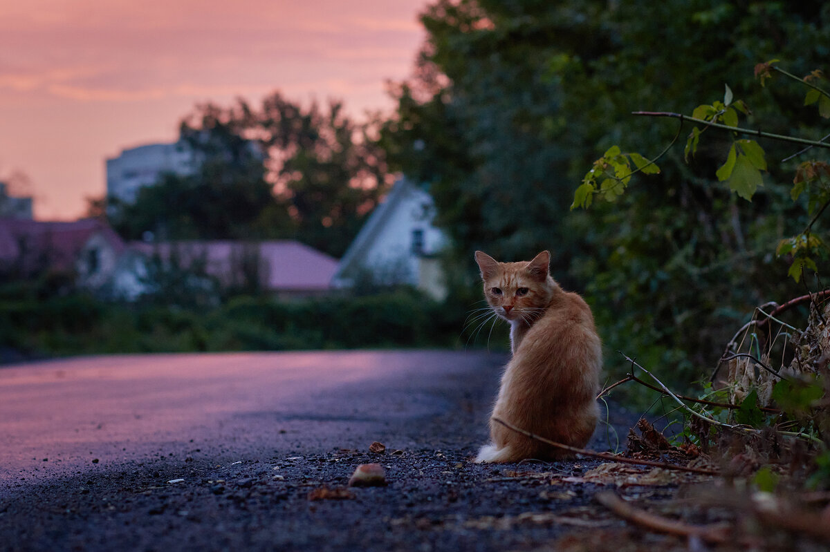Бездомный кот. Малиновый закат. Август - Вера Сафонова