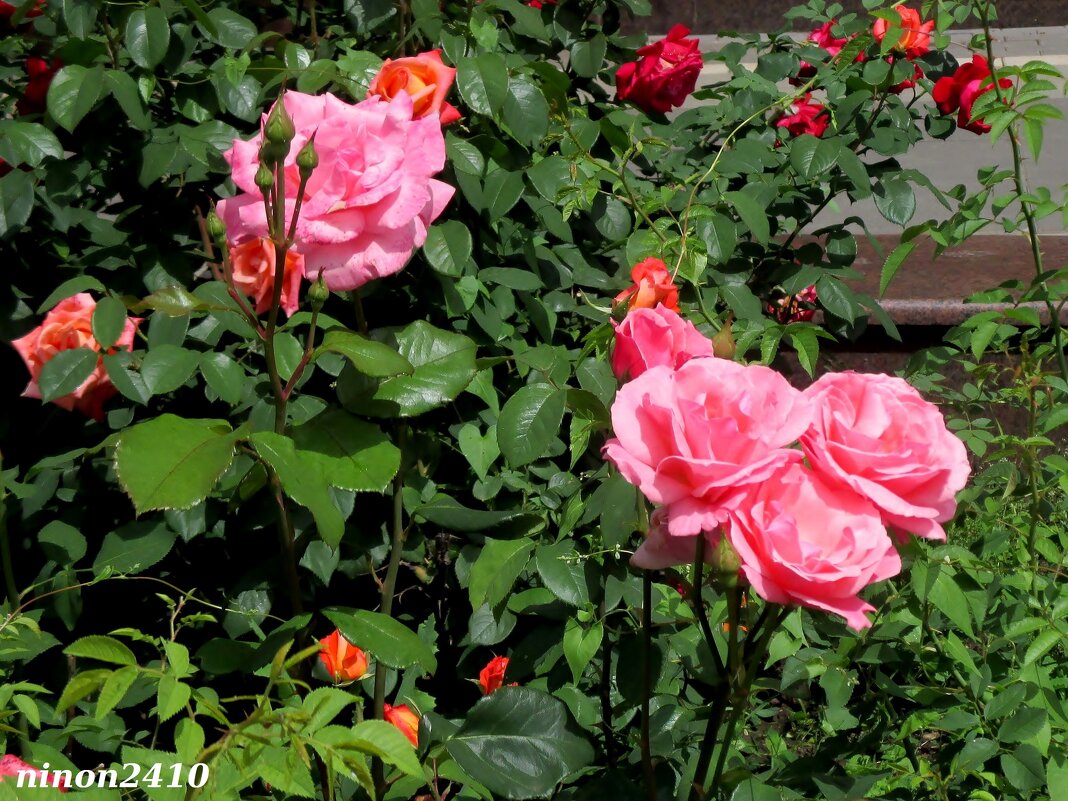 Розовые розы - Нина Бутко