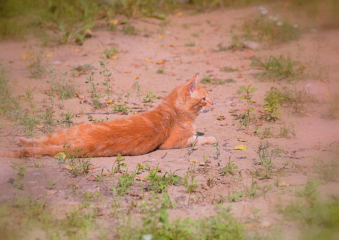 Рыжая кошка-осень... - Ольга (crim41evp)