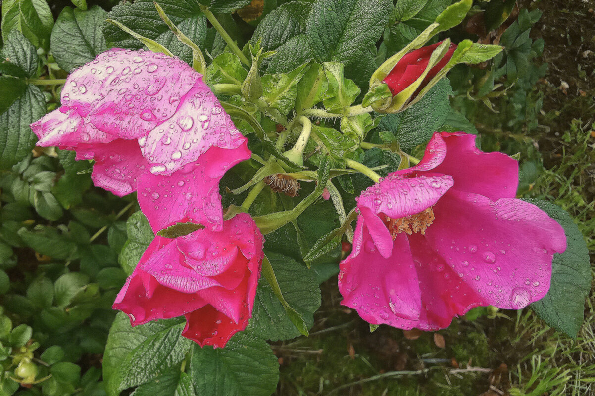 Фото во время дождя-3 - Фотогруппа Весна