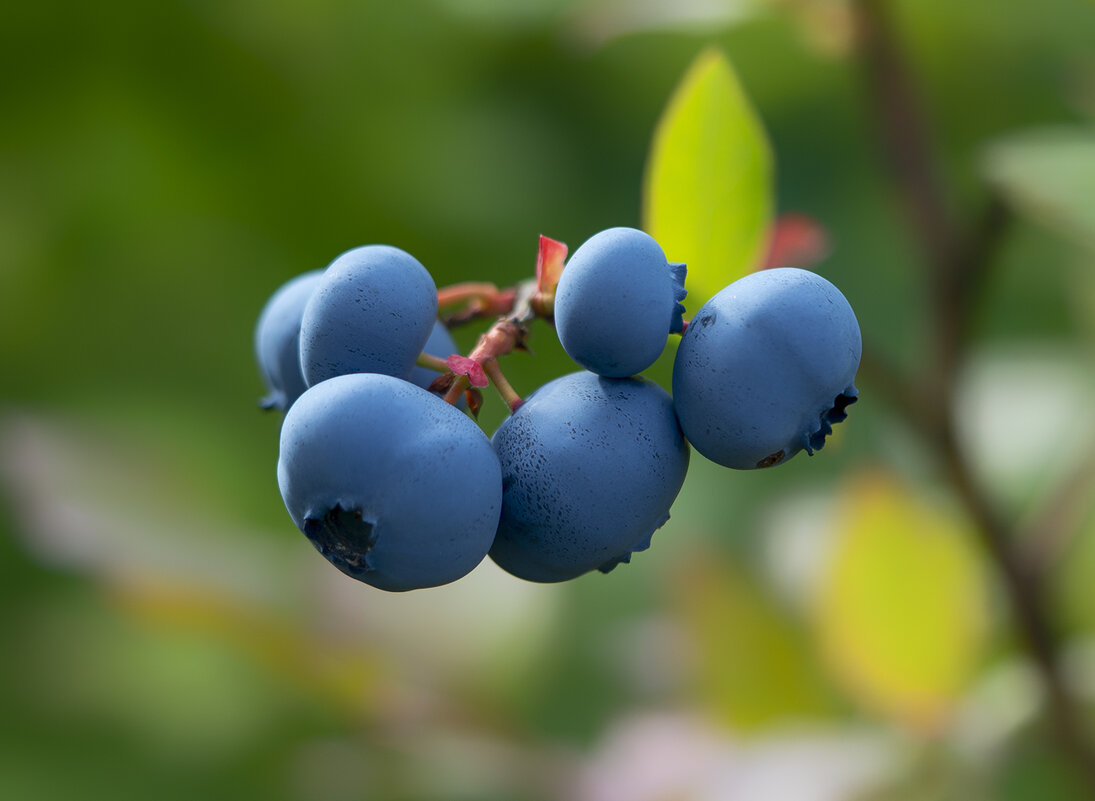 blueberry - Zinovi Seniak