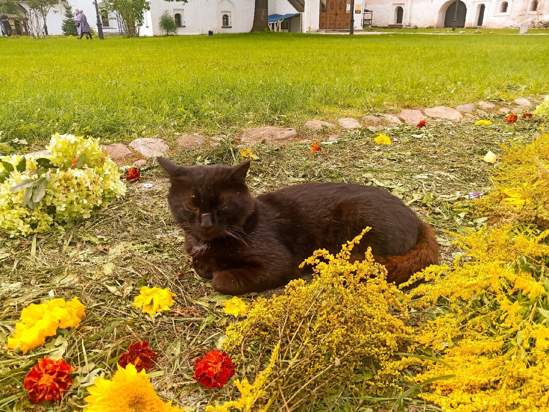 Монастырский кот - Сергей Кочнев