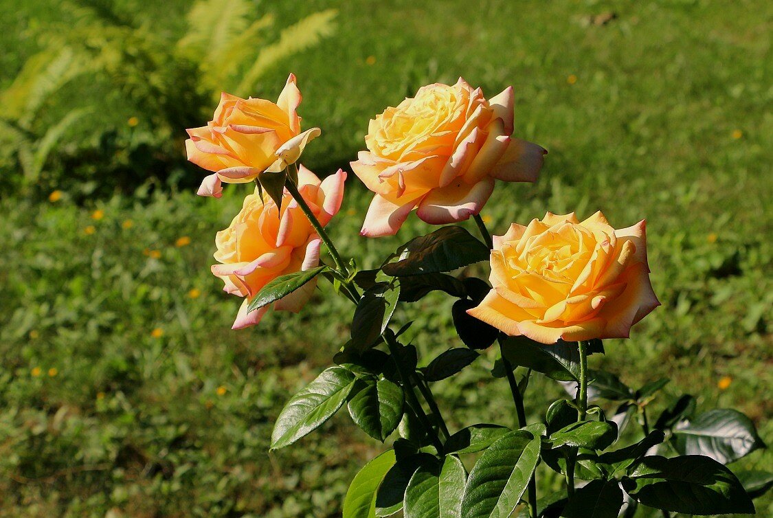 Роза сорта - Золотая осень - Надежд@ Шавенкова