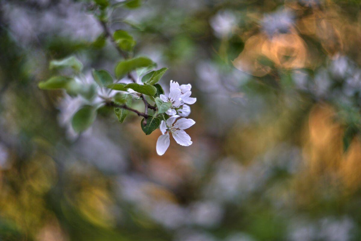 Весна в яблоневом саду - Сергей Леденёв