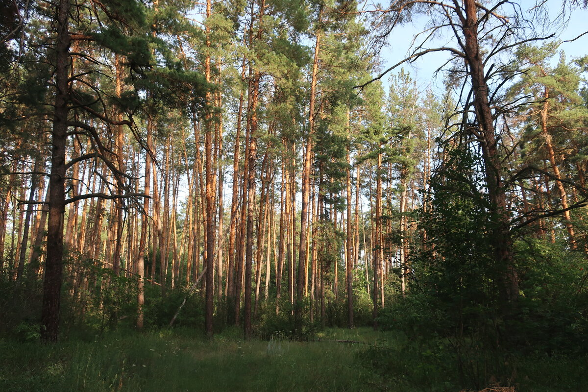 Сосновый лес рядом с санаторием Цюрупы - Gen Vel