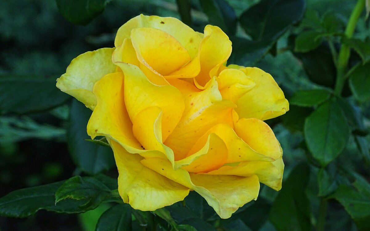 Жёлтая красавица - роза. - Милешкин Владимир Алексеевич 