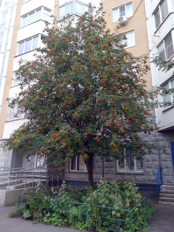 Городские зарисовки - Ольга Довженко