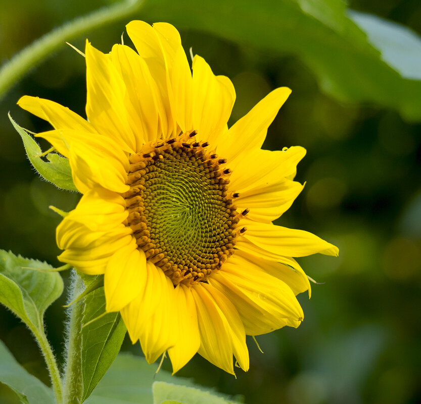 sunflower - Zinovi Seniak