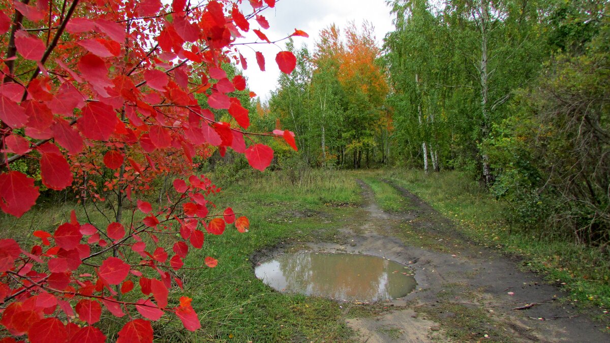 Осень - Владимир 