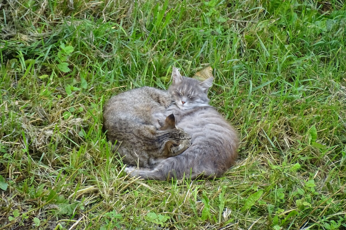 кошки - Anna-Sabina Anna-Sabina