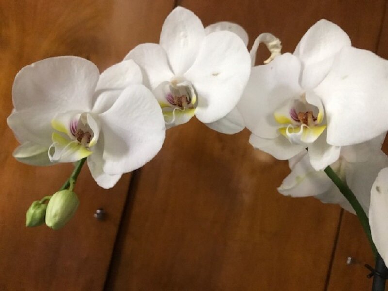 Орхидея-вечная красота - Татьяна Юрасова