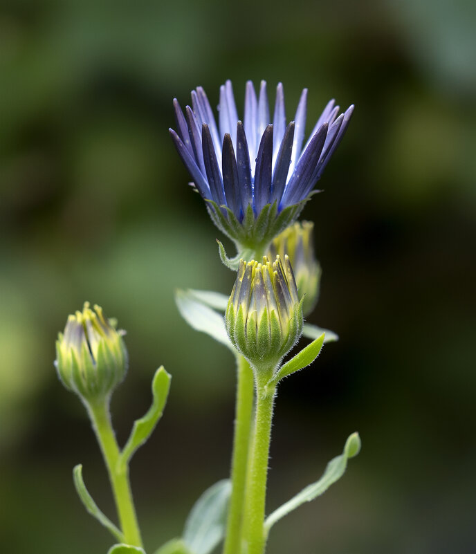 buds - Zinovi Seniak