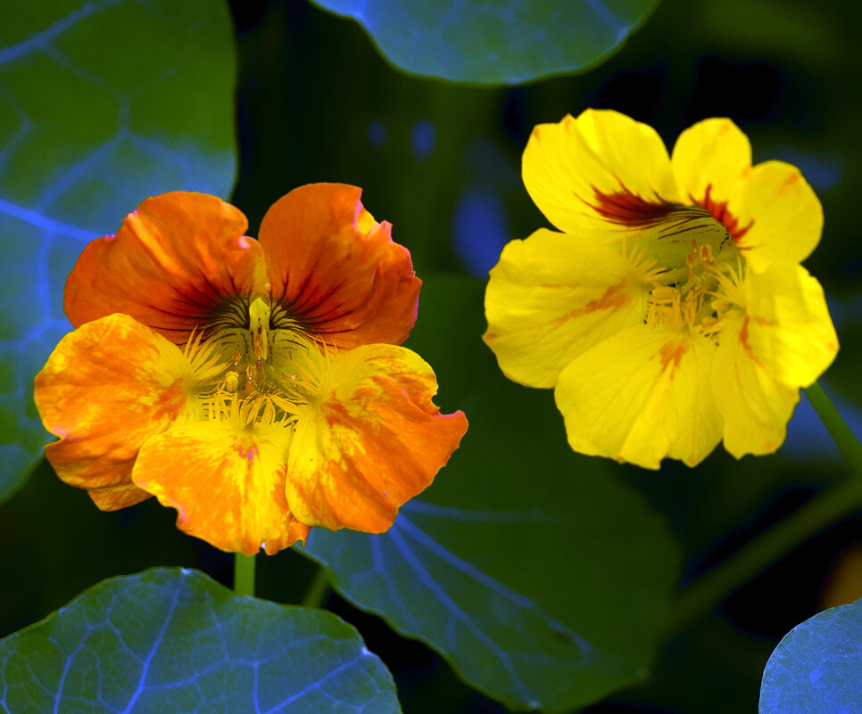 nasturtium - Zinovi Seniak