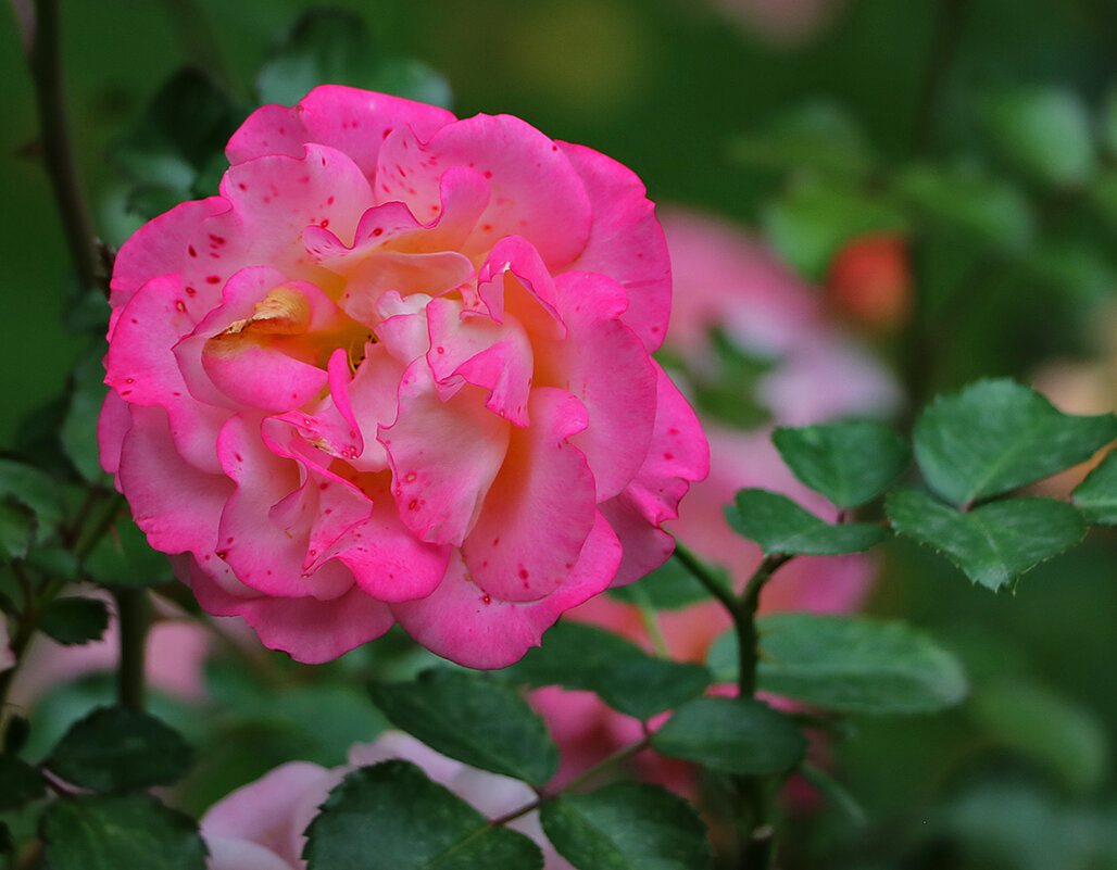 Роза флорибунда Московская красавица