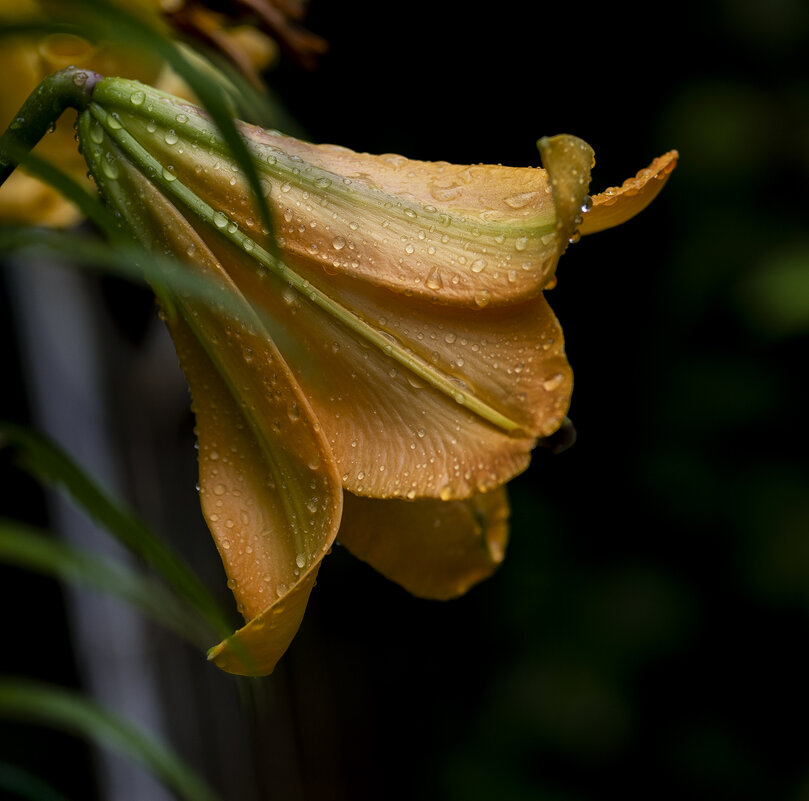 rainy - Zinovi Seniak