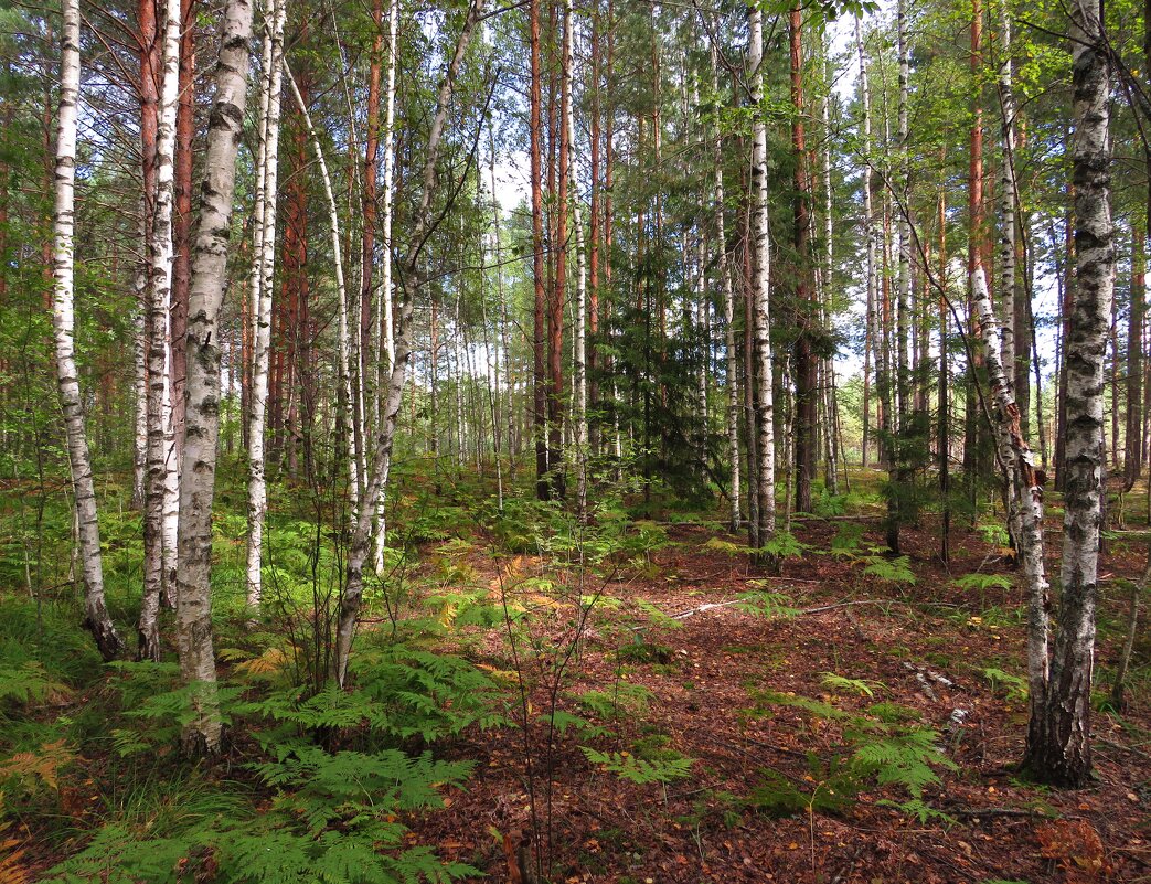 Берёзовый лес - Андрей Снегерёв