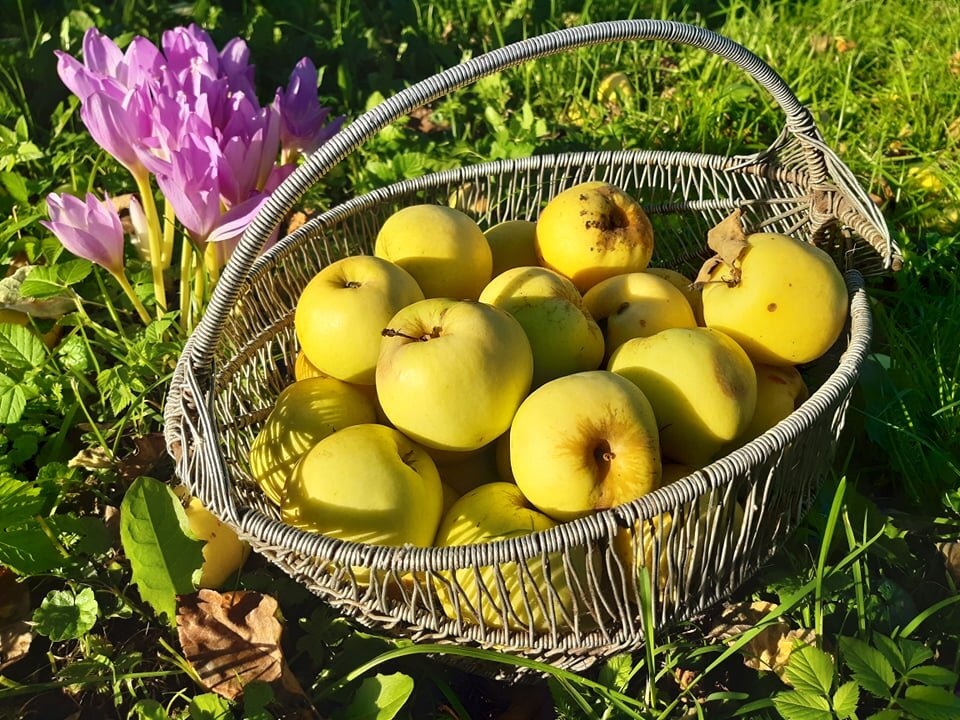 From Panoramio garden - silvestras gaiziunas gaiziunas