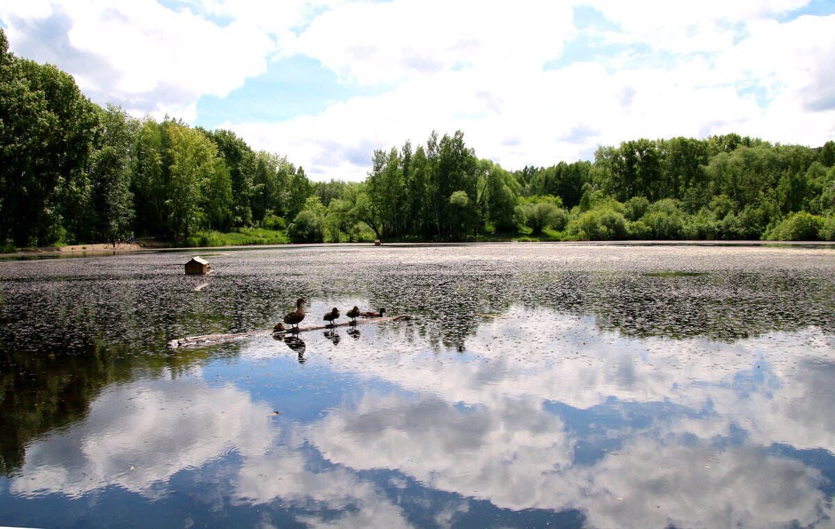 На озере - владимир тимошенко 