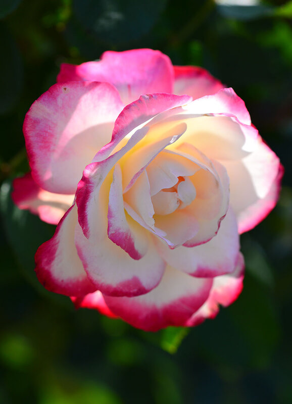 Солнечно-прекрасная роза в сентябре - Тамара Бедай 