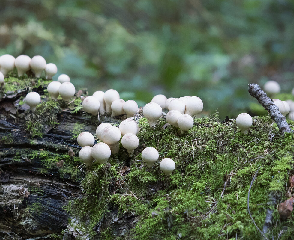 mushrooms - Zinovi Seniak