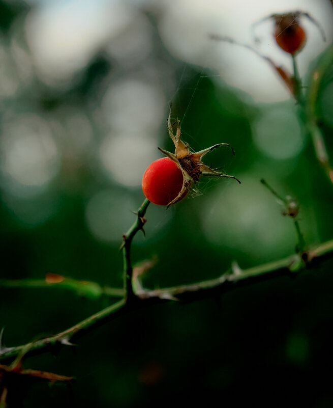красная ягодка - Artur Pauris