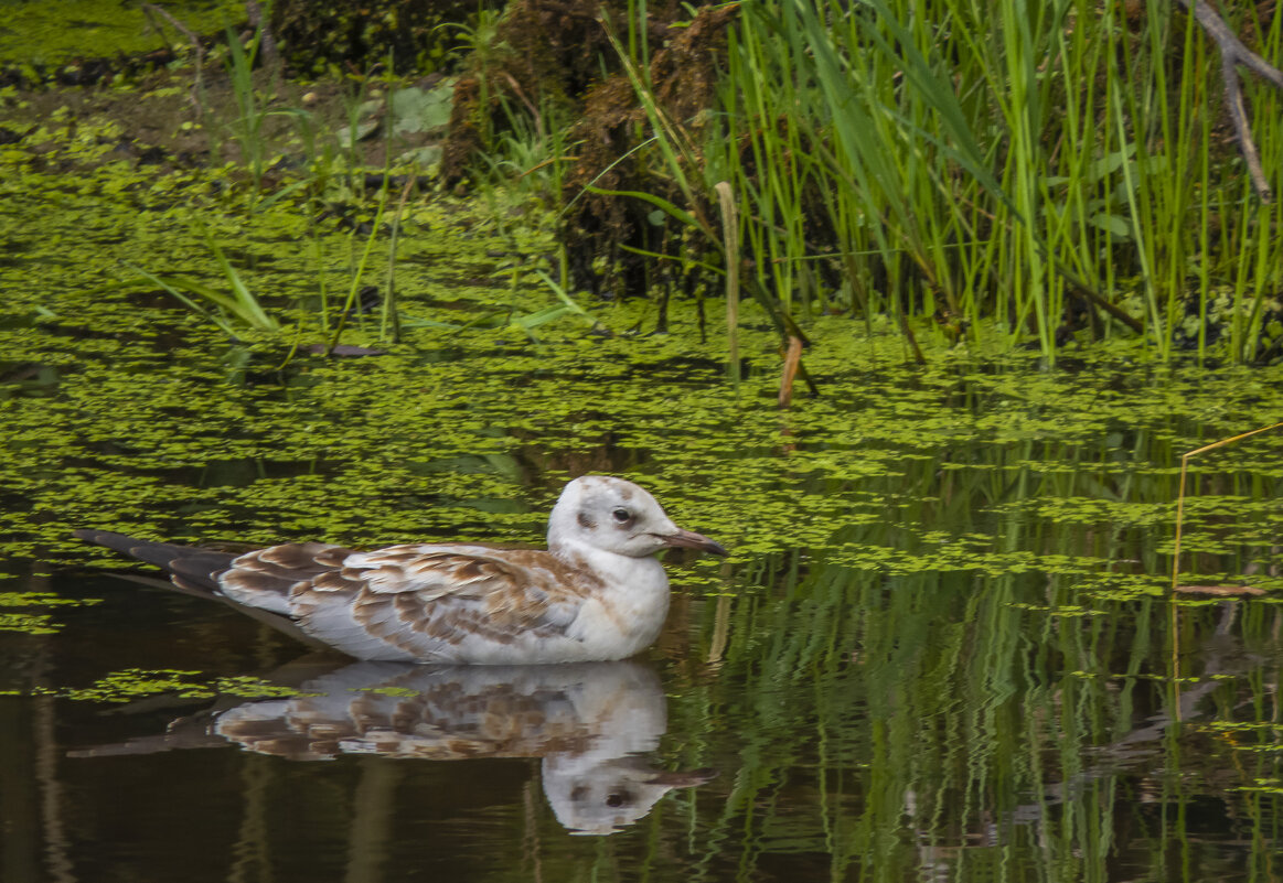 Чайка на лесном озере - Сергей Цветков