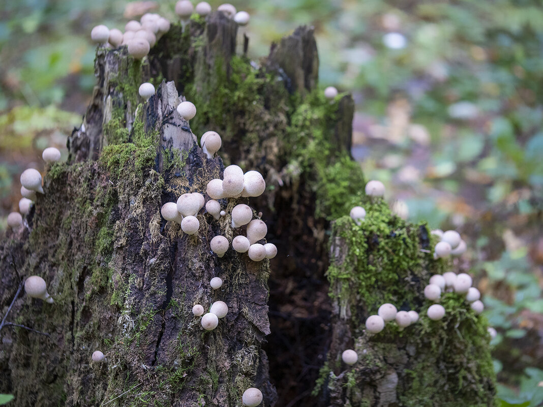 mushrooms - Zinovi Seniak