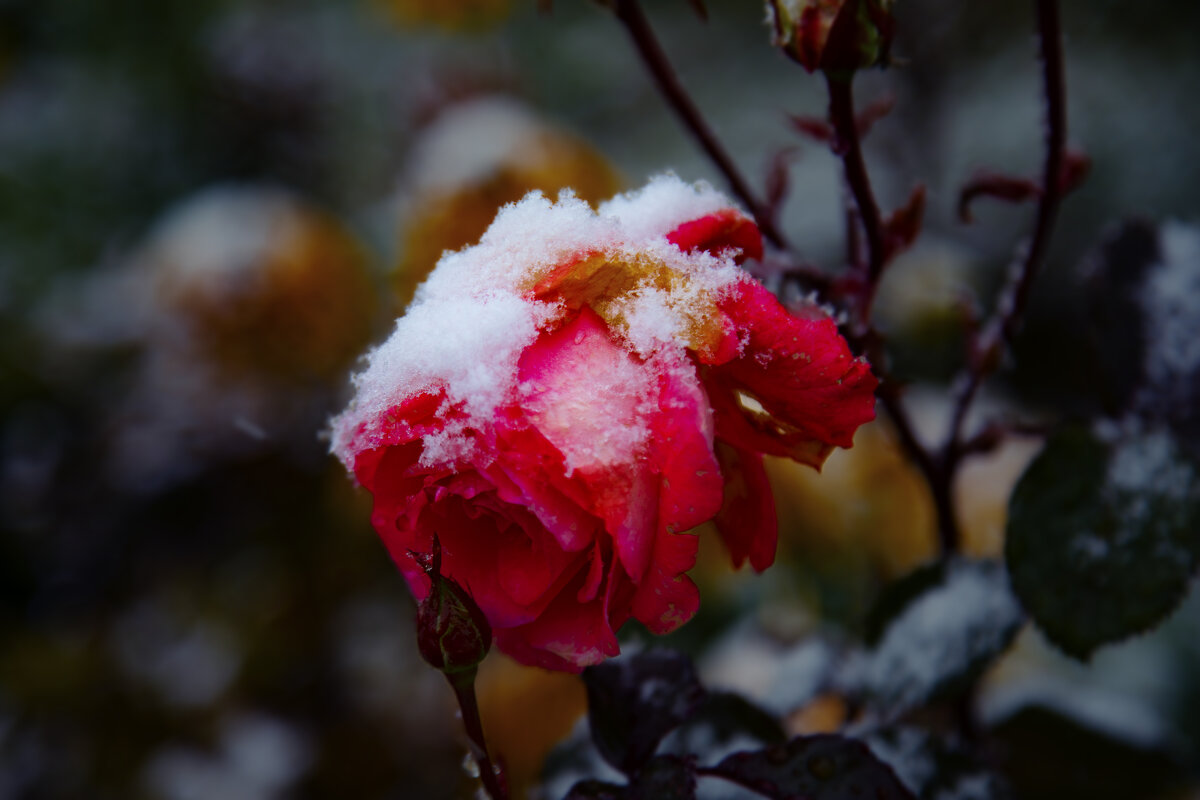 Роза под снегом. - Георгий 