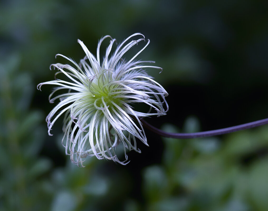 clematis after flowering - Zinovi Seniak