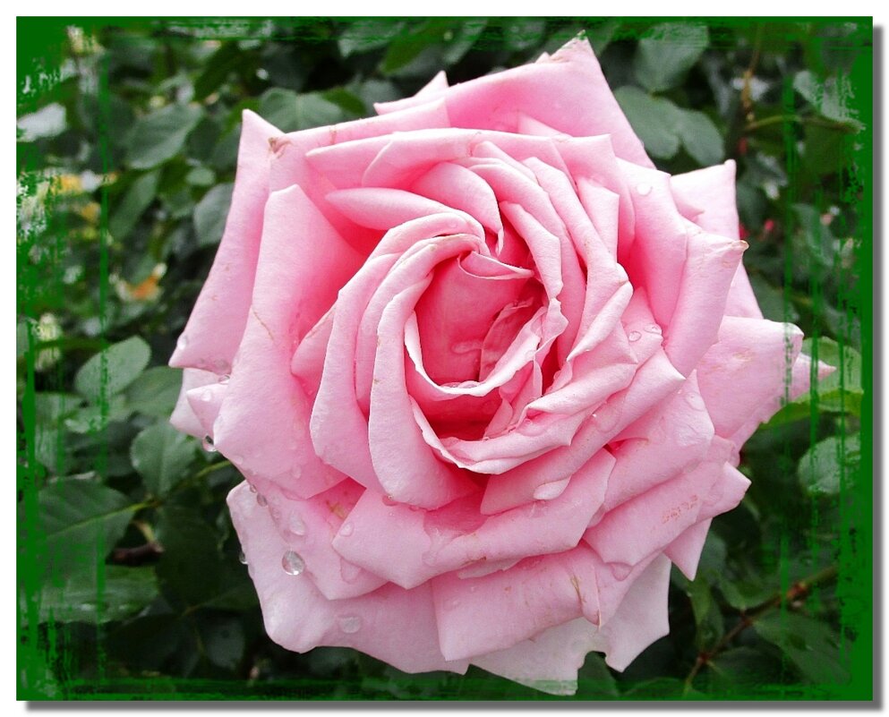 Роза – символ  мудрости и чистоты - Ольга Довженко