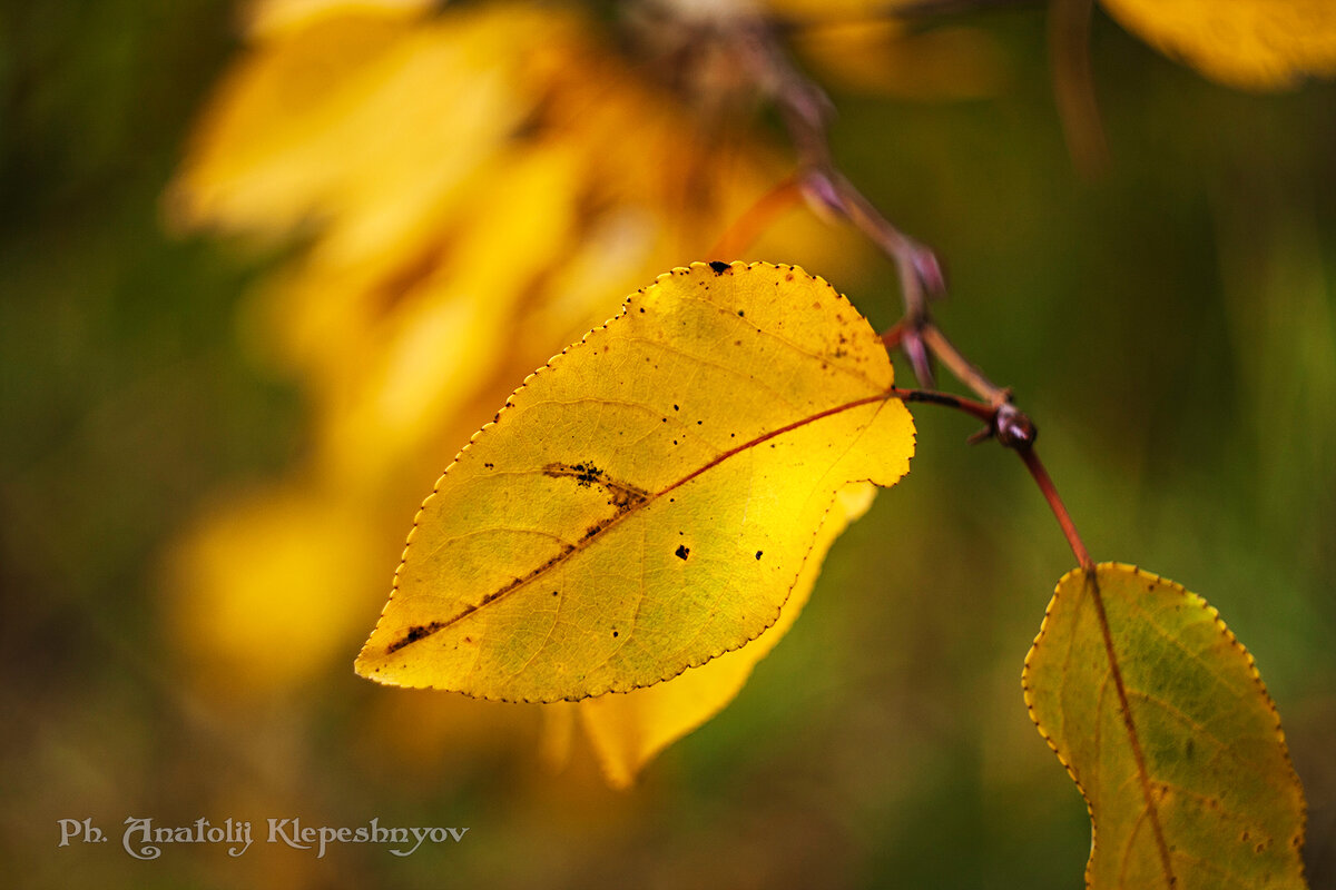 (Снято на Nikon D80 и объектив Nikon 55-300mm F4-5.6) - Анатолий Клепешнёв