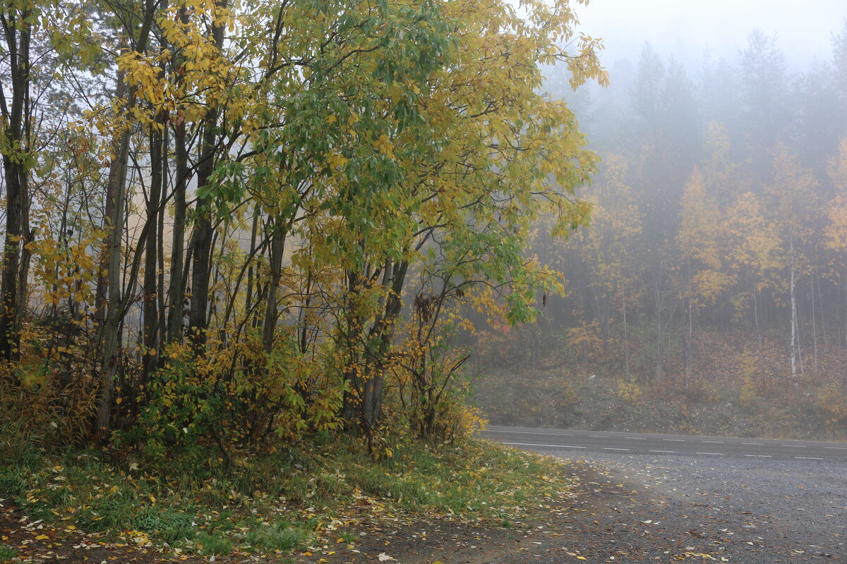 Осенний туман - Ольга 