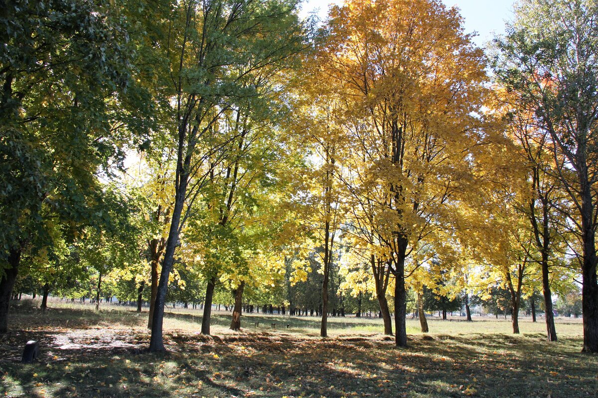 осень - Владимир Холодницкий