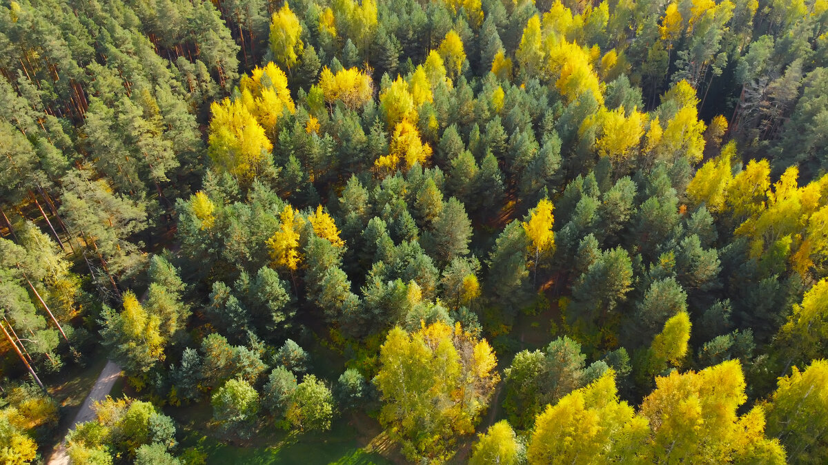 Осенний лес - Юрий Бичеров