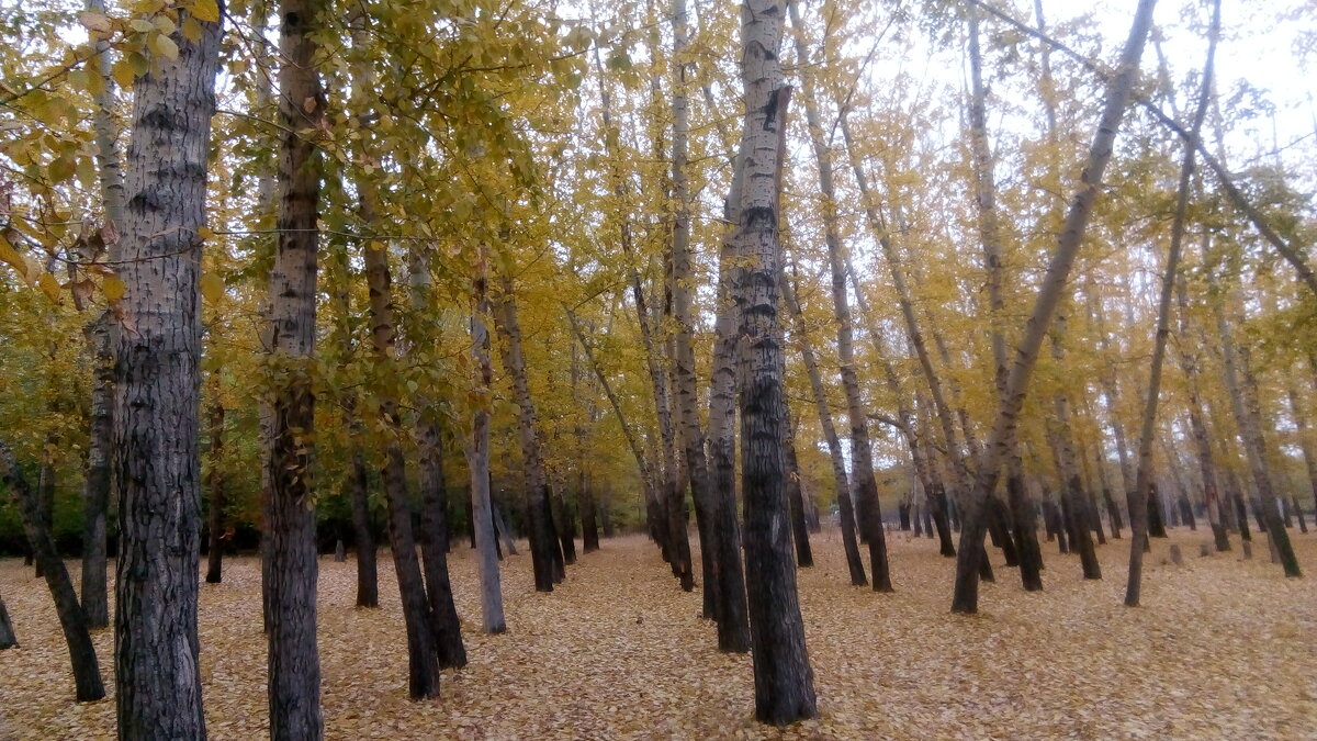 Окно в природу... - Георгиевич 